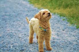 These are the cases of parvovirus and rabies. What To Do If Your Dog Is Vomiting White Foam Canna Pet