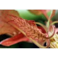 Image result for Nesaea rautanenii