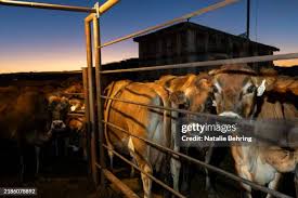 Doris Mortimer hauls a cart after feeding claves at Daloris Dairy, a...  News Photo