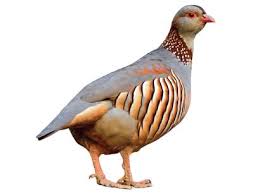 Image result for Costularia natalensis