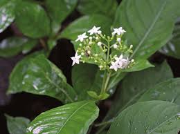 Image result for Ixora longipedunculata