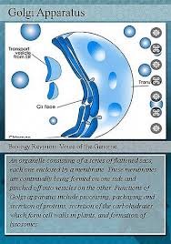 #1 the golgi apparatus (ga), also referred to as golgi body or the golgi complex, is an organelle that is found in most eukaryotic cells. Golgi Apparatus Structure Function Expii