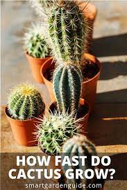 When compared to other flowers and plants that can seem like very little growth. How Fast Do Cactus Grow An Important Question When Deciding To Grow Cactus At Home Learn How Fast And How Large Cacti G How To Grow Cactus Cactus Cactus Care
