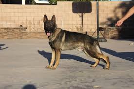 Why buy a puppy for sale if you can adopt and save a life? Akc Sable German Shepherd Puppies Inland Gsd Breeder Southern California