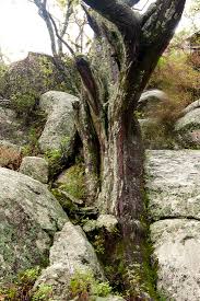 Image result for Juniperus procera