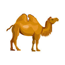Domesticated bactrian camels and wild bactrian camels. 6 152 Cartoon Camel Stock Vector Illustration And Royalty Free Cartoon Camel Clipart