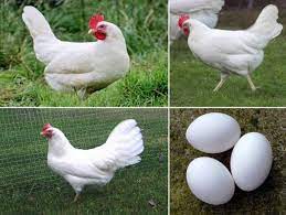 Maybe you would like to learn more about one of these? Ayam Petelur Paling Produktif Di Dunia Cakrawala