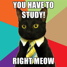 7 Day Hsc Study Plan For 2 Unit Maths Business Cat Meme Business Cat Funny Cat Memes