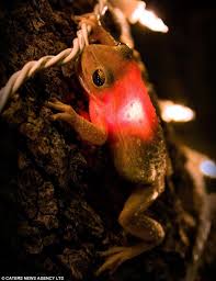 Pictured The Glowing Frog Who Wanted A Light Snack And Swallowed A Christmas Bulb Frog Animals Frog And Toad