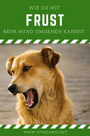 Frustrierter Hund Wie Du Ihm Helfen Kannst Entspannter Zu Werden Hunde Hundchen Training Hunde Sprache
