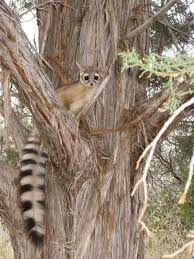 Ringtail At Zion National Park Pet Birds Koala Bear Animals