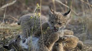 Check spelling or type a new query. El Lince Iberico Cada Vez Mas Lejos De La Extincion Noticias De Ultima Hora Sobre La Actualidad De Catalunya Y Espana Barca Deportes Internacional Economia Cultura Sociedad