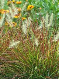 De pennisetum 'little bunny' ofwel lampenpoetsergras is familie van de poaceae. Pennisetum Burgundy Bunny Bluestone Perennials