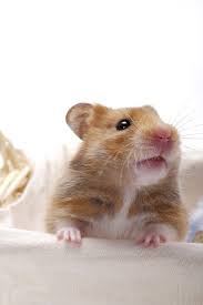 We did not find results for: Rat A Tat Happy Year Of The Rat Says The Hamster Cgtn