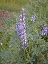 Image result for Senecio latifolius