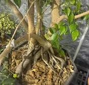 What to do with ugly roots of a ficus benjamina bonsai tree?