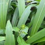 Image result for Aneilema beniniense