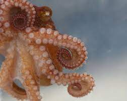Pacific Red Octopus Octopus Types Of Octopus Red Octopus