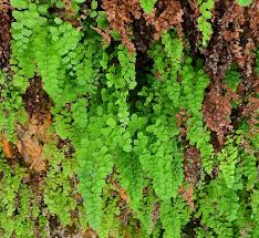 Image result for Adiantum vogelii