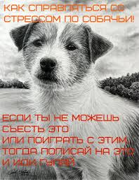 humor dog drawing dogs best dogs