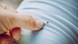 Lyme disease is caused by the bacterium borrelia burgdorferi and rarely, borrelia mayonii. Faut Il Avoir Peur De La Maladie De Lyme L Actualite