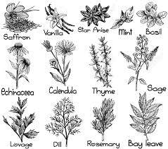 Though it seems simplistic, it actually includes several drawing techniques that must be incorporated in the artwork to accomplish a correct and realistic rendering. Set Of Hand Drawn Sketch Style Different Kinds Of Plants Isolated On White Background Vector Illustration Royalty Free Cliparts Vectors And Stock Illustration Image 139122834