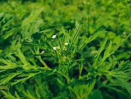 How to fight the current alarming invasion of the Parthenium weed?
