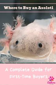 Pin On Axolotls