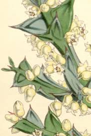 Image result for Colletia