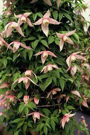 These attributes make this hardy species one of the easiest and most versatile types of clematis to grow. Clematis Die Konigin Der Kletterpflanzen Clematis Pflanzen Kletterpflanzen