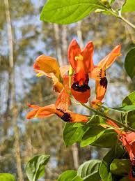 Image result for Ruttya fruticosa