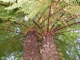 Image result for Cyathea dregei