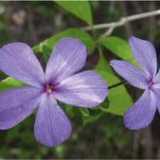 Image result for Crepidorhopalon goetzei