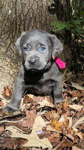 If you are looking for your newest family member, you are at the right spot! Dogwood Silver Labs For Sale Charcoal Pups Due4 7 21and Silver Labrador Puppies Silver And Charcoal Lab Puppies For Sale