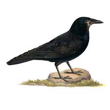 Die saatkrähe (corvus frugilegus) ist eine der vier europäischen arten der gattung corvus aus der familie der rabenvögel (corvidae). Saatkrahe Wildlife Garden