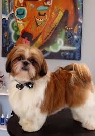 Handsome Boy Boy Shih Tzu Puppy Shih Tzu Shitzu Dogs