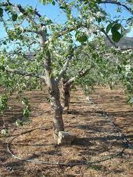 Drip irrigation is based on the concept of. Fruit Tree Drip Irrigation Case Pky Drip Irrigation