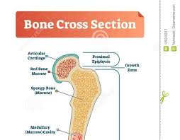 Related posts of cross section of human bone diagram. Cancellous Bone Cross Section Structure Of Bones Biology For Majors Ii 20 The Greater The Concentration Of Calcium The Greater The Compressive Strength