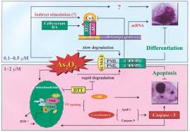 Arsenic Trioxide A Therapeutic Agent For Apl Oncogene