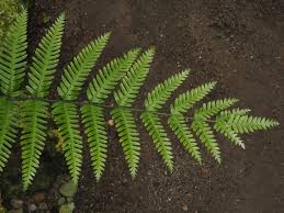 Image result for Pteris