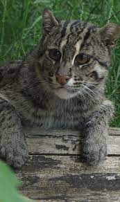 viverrovaya koshka ili koshka rybolov dymchatyj leopard zhivotnye bolshie koshki