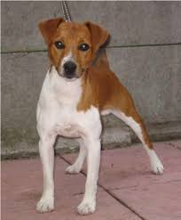 Welcome to the plummer terrier registers sporting plummer terrier website. Plummer Terrier Vs Jack Russell Terrier Breed Comparison
