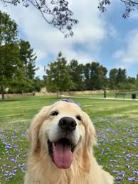 Image result for zlatý retrívr