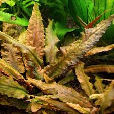 Blog cryptocoryne криптокорина basia's cryptocoryne bh cryptocoryne lagenandra лагенандра russiacryptocoryne. Cryptocoryne Undulatus Red In Vitro Cup Onlineaquariumspullen
