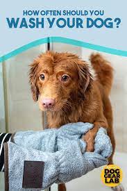 How Often Should You Wash Your Dog Bathing A Puppy Smelly Dog Your Dog