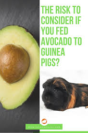 Pin On Guinea Pig Diet