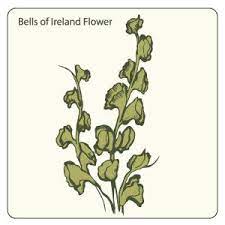 Bells Of Ireland Flower Download Free Vector Clipart Ireland Tattoo Flower Download Free Vector Clipart