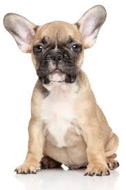 Don't miss what's happening in your neighborhood. French Bulldog Colors Explained With Photos Petskb