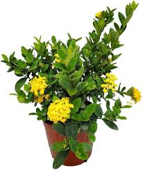 Image result for Ixora laurentii