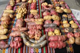 La fortaleza del Perú son las papas nativas [ENTREVISTA]